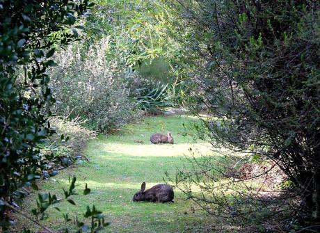 Ruta de la Camelia: El jardín de La Saleta en primavera, del 1 al 30 de abril de 2016. Camellia Route: Saleta's Garden in spring, April 1-30, 2016.