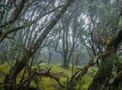 Gomera: caminando entre silbidos