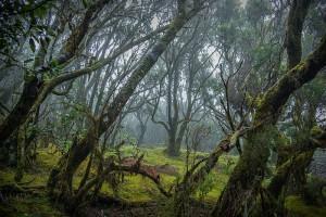 La Gomera: caminando entre silbidos