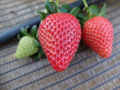 COMIENZA LA TEMPORADA DE FRUTAS EN EL HUERTO