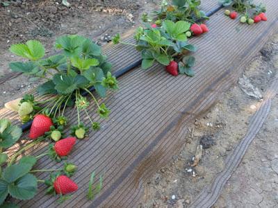 COMIENZA LA TEMPORADA DE FRUTAS EN EL HUERTO