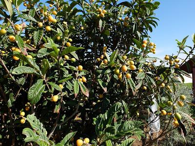 COMIENZA LA TEMPORADA DE FRUTAS EN EL HUERTO