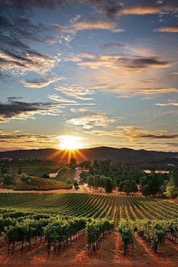 Reseña: Entre viñedos - Kristan Higgins