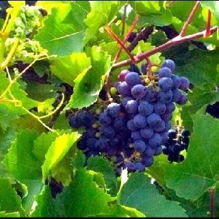 Reseña: Entre viñedos - Kristan Higgins Reseña: Entre viñedos - Kristan Higgins