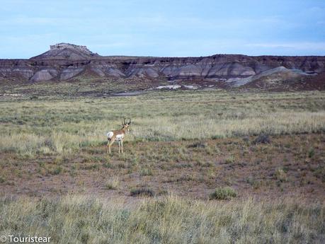 Qué ver en una visita al Petrified Forest?