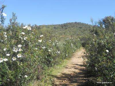 Ruta del Rey Jayón 2016