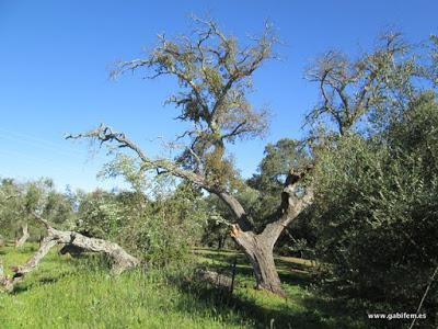 Ruta del Rey Jayón 2016