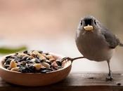 Cultivar Alimento para Aves