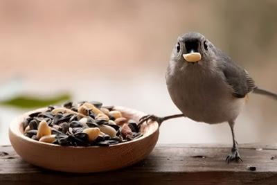 Cultivar Alimento para Aves