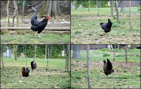 Restaurante Les Cols, Cocina del Territorio y del Paisaje