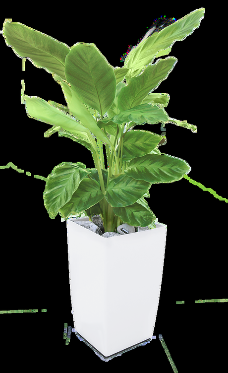 Las macetas Bioo Lite te ofrecen la posibilidad de obtener energía de las plantas para cargar el móvil o cualquier otro dispositivo tecnológico similar