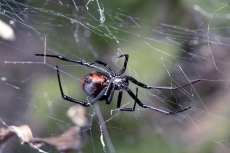 Una peligrosa araña venenosa muerde a un hombre en el pene