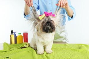 Aumento en Colombia en la compra de productos para mascotas Cuponatic estudio mascotas