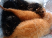 Operación "gaticos2" retomada