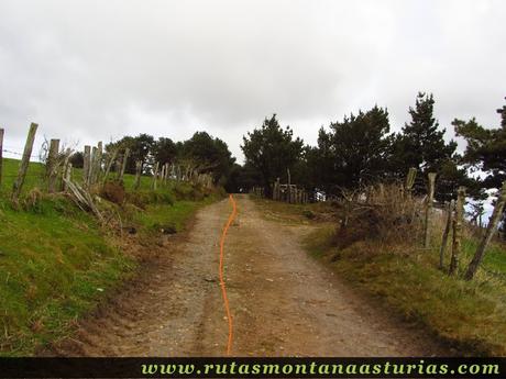 Pista entre pastizales y pinos