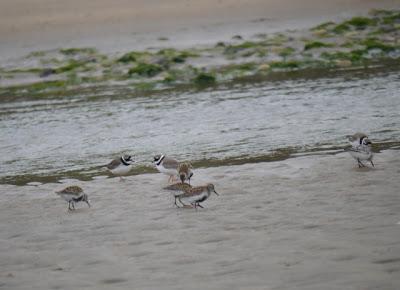 También llegan los demás