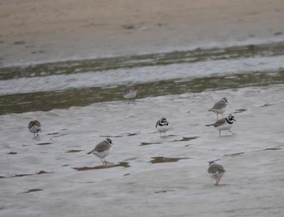 También llegan los demás