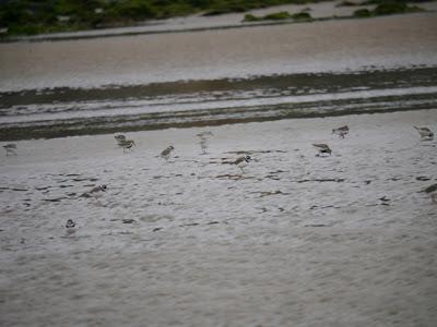 También llegan los demás