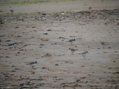 También llegan los demás