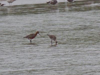 También llegan los demás