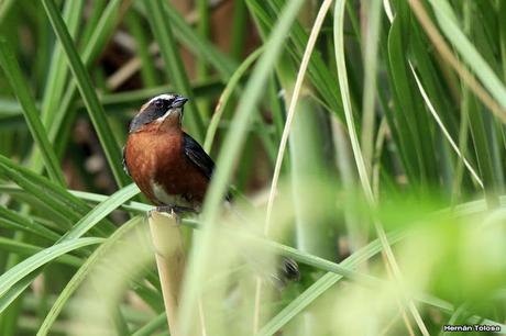 Sietevestidos en el juncal