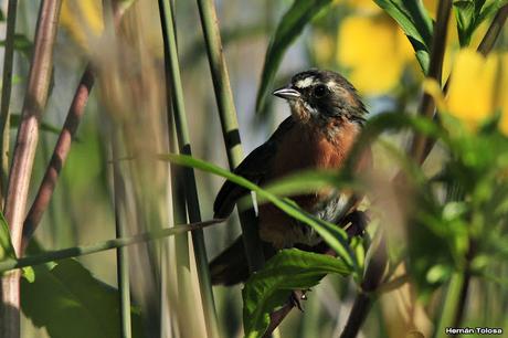 Sietevestidos en el juncal