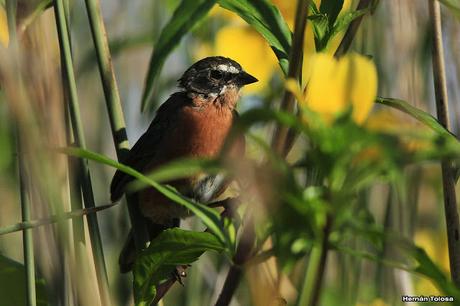 Sietevestidos en el juncal
