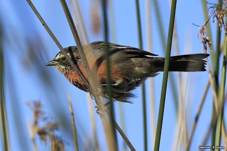 Sietevestidos en el juncal