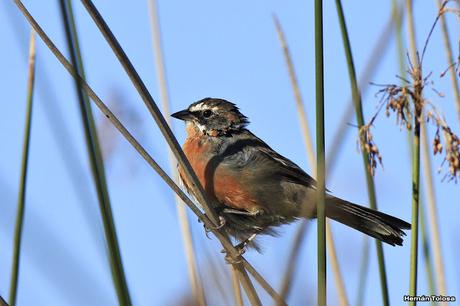 Sietevestidos en el juncal