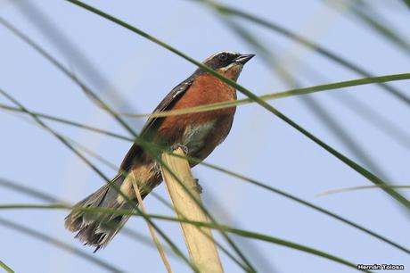 Sietevestidos en el juncal
