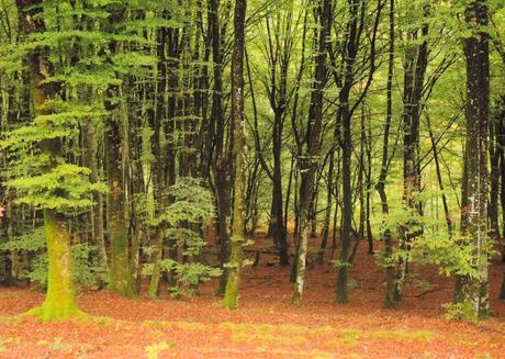 Claroscuros de Francia Otoño en el parque natural Morvan