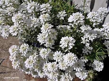 Renovando mis flores, ultimo día de abril!!!!