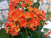 Renovando flores, ultimo abril!!!!