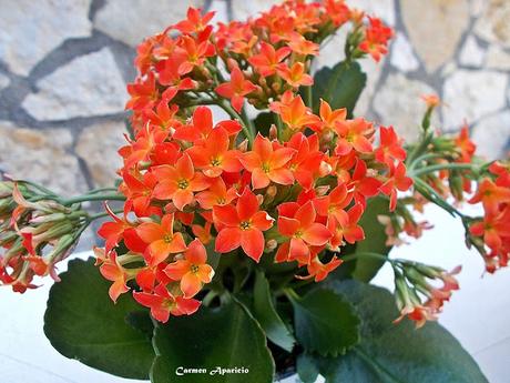 Renovando mis flores, ultimo día de abril!!!!