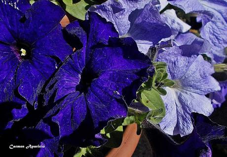 Renovando mis flores, ultimo día de abril!!!!