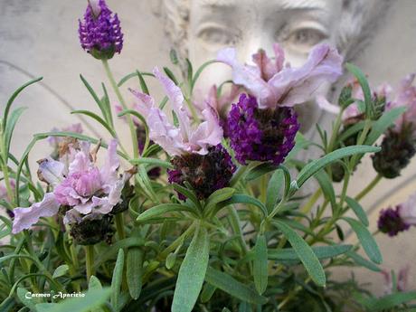 Renovando mis flores, ultimo día de abril!!!!