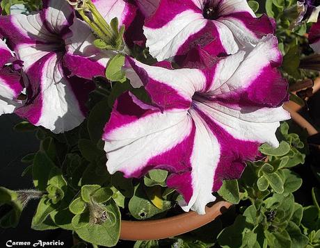 Renovando mis flores, ultimo día de abril!!!!
