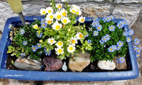 Renovando mis flores, ultimo día de abril!!!!