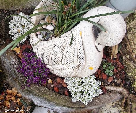 Renovando mis flores, ultimo día de abril!!!!