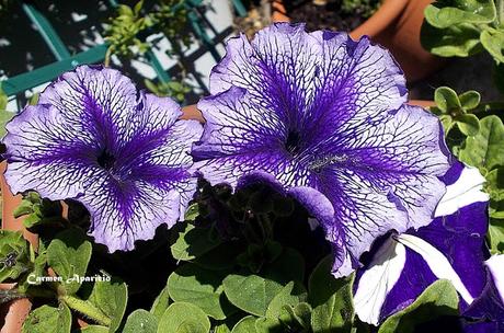 Renovando mis flores, ultimo día de abril!!!!