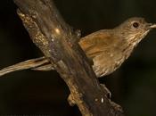 Zorzal sabiá (Pale-breasted Thrush) Turdus leucomelas