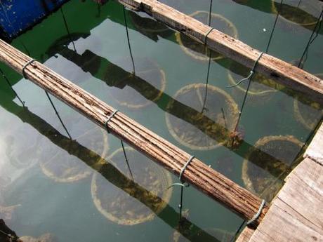 vietnam-20-21-bahia-de-halong-51