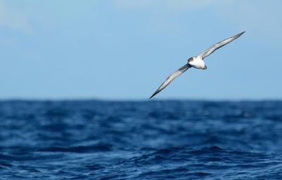 Aves marinas observadas en las travesías a las Islas Salvajes