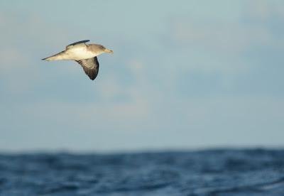 Aves marinas observadas en las travesías a las Islas Salvajes