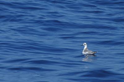 Aves marinas observadas en las travesías a las Islas Salvajes