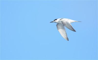 Aves marinas observadas en las travesías a las Islas Salvajes