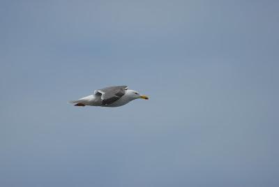 Aves marinas observadas en las travesías a las Islas Salvajes