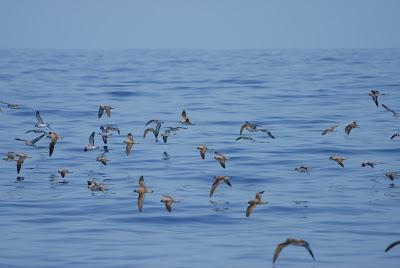 Aves marinas observadas en las travesías a las Islas Salvajes