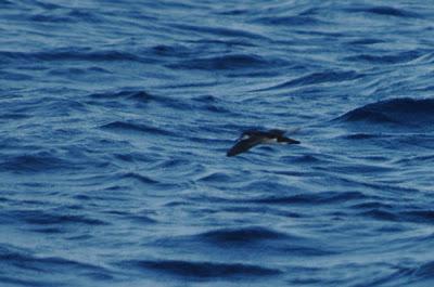 Aves marinas observadas en las travesías a las Islas Salvajes