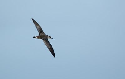 Aves marinas observadas en las travesías a las Islas Salvajes